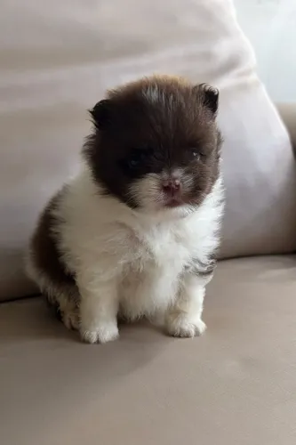 Spitz Alemão- Lulu da Pomerânia Anão 