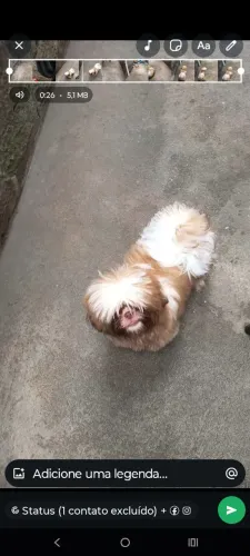 Vendo filhote de Shitzu macho 4 meses 