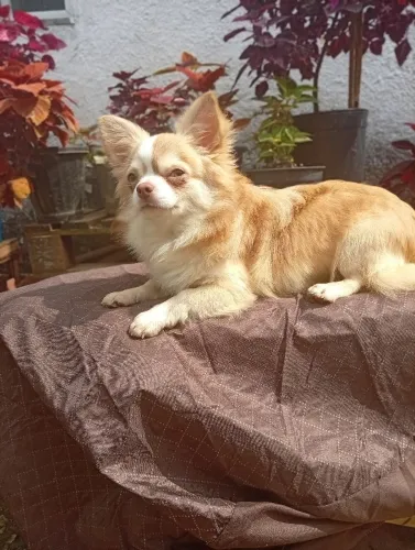 Chihuahua Macho 10 meses Agouti Chocolate