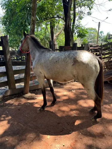 Égua Apalusa - Cavalgada