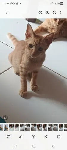 Doa se gatinho laranja