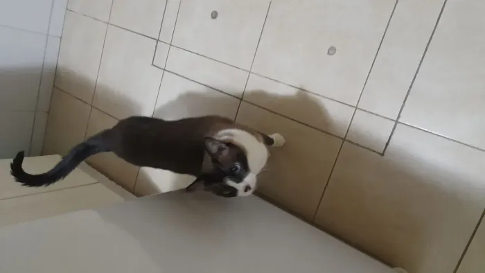 Estou doando