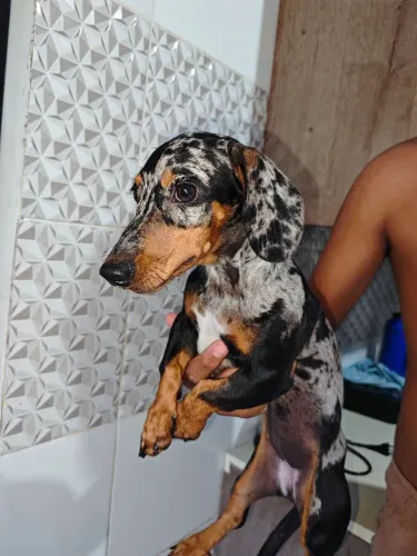 Linda fêmea de salsicha , Basset , Cofap de 4 meses disponível para venda *42