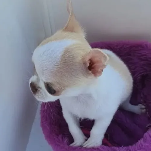 Chihuahua em Fortaleza 