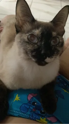 Doação de gata