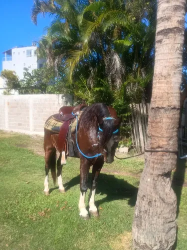 Cavalo marcha picada.