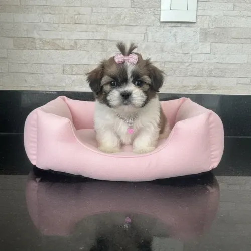 shihtzu melhor amigo para criança