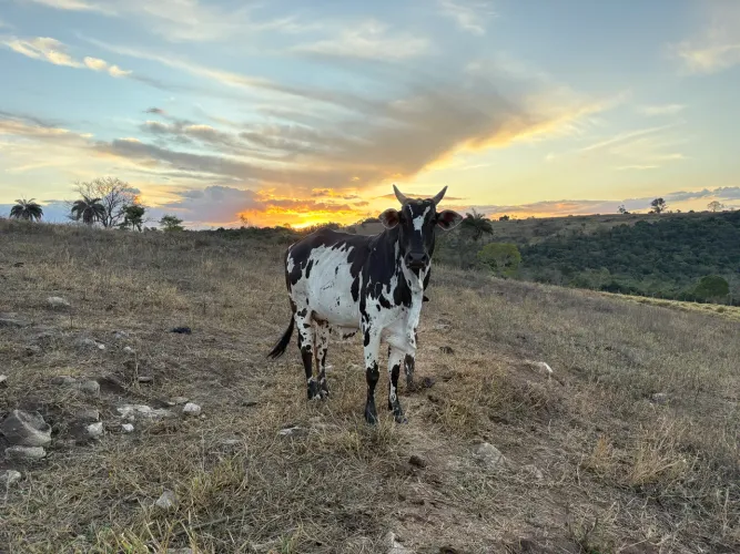 Vaca Nelore Pintado Registrada PA