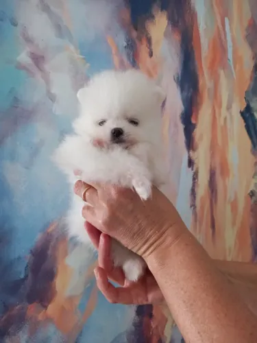 Cachorro Lulu da Pomerania o companheiro ideal,