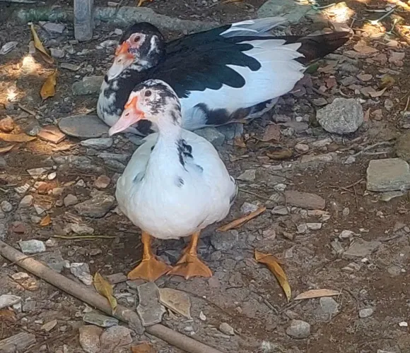 PATOS