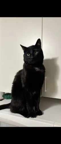 Gata dócil castrada e vacinada 