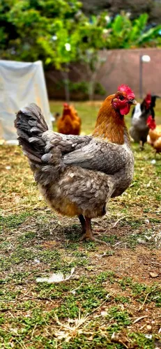 Galinha gigante azul de jersey em postura