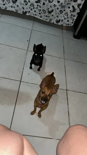 Pinscher fêmea 