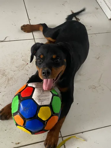 Rottweiler Filhote Puro