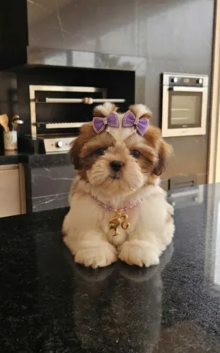 shih tzu fêmea minie