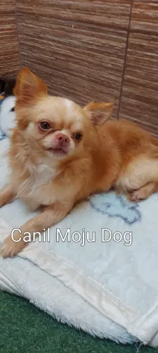 Chihuahua Pelo Longo, Linhagem Russa em 10x no cartão.