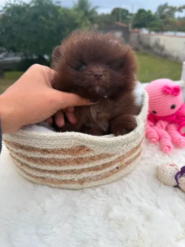 Filhote de Lulu da Pomerania Chocolate Fêmea 