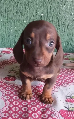 Femea de basset dasshund chocolate