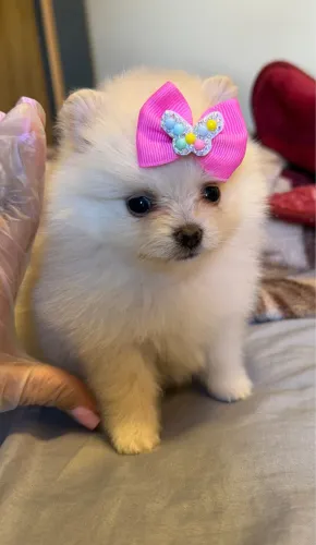 Spitz alemao filhote branco