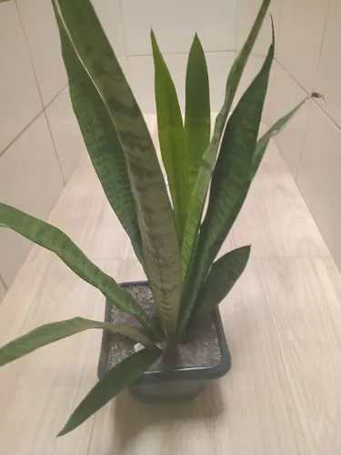 Plantas