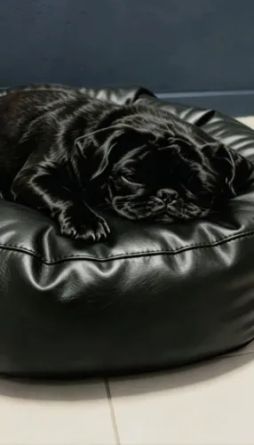 Pug fêmea novinha