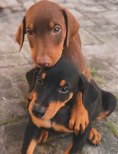 Doberman