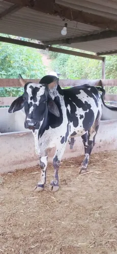 Vende-se um touro nelore pintado