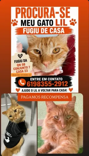 Procura - se GATO LARANJA LIL 