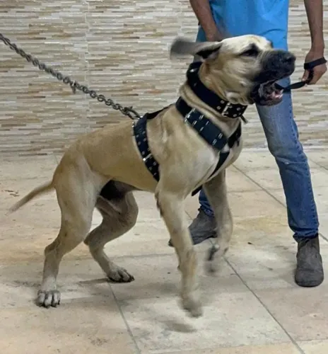 Filhotes Fila brasileiro