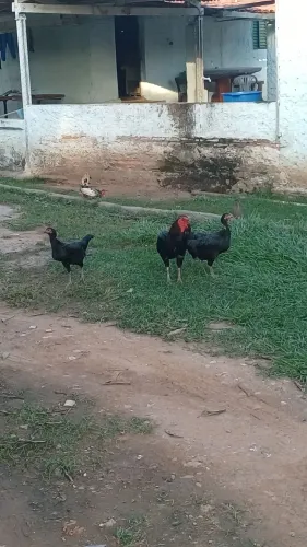 Galinha caipira e galo indio 