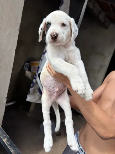 Vende-se Filhotes de Dálmata 