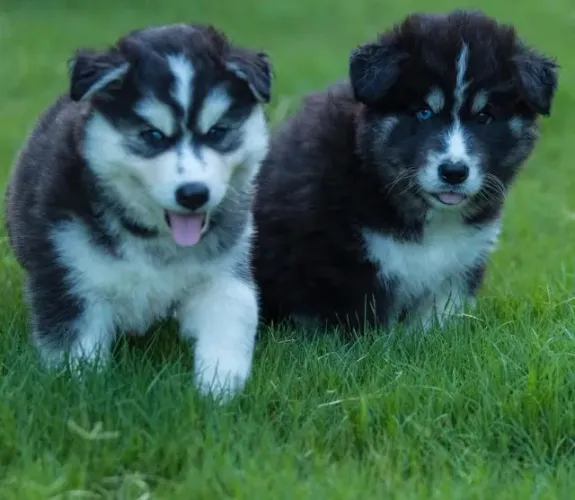 Filhotes de Husky Siberiano | Alegria que não tem fim.