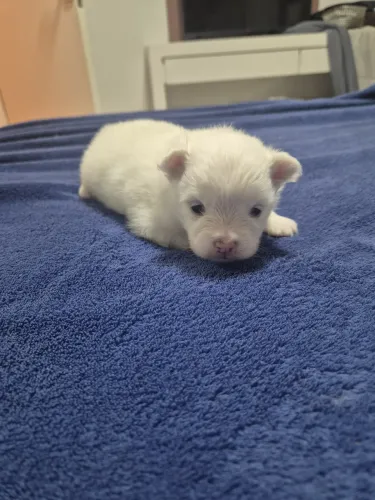 Filhote único de Lulu da POMERÃNIA Anao 
