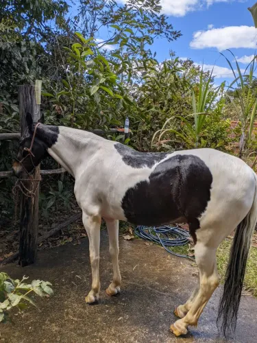 Cavalo pampa castrado, marcha de centro pra picada