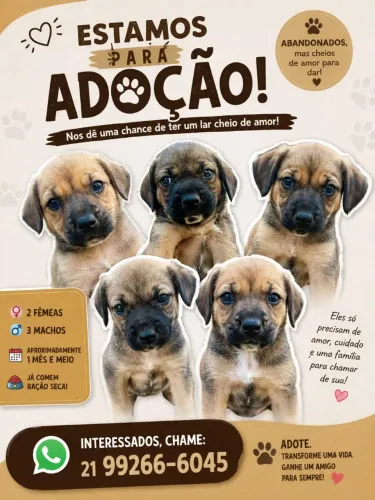FILHOTES PARA ADOÇÃO