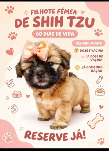 Filhote shitzu Femia linda com 60 dias