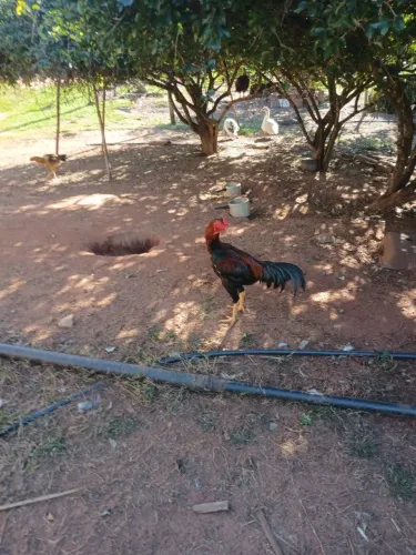 Frangos