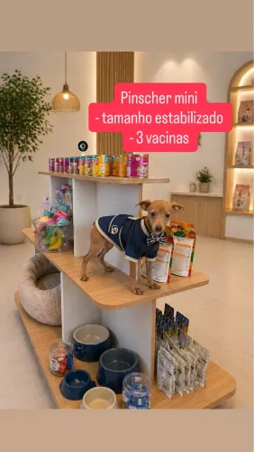 Pinscher mini com as três vacinas virais parcele em 12x sem juros