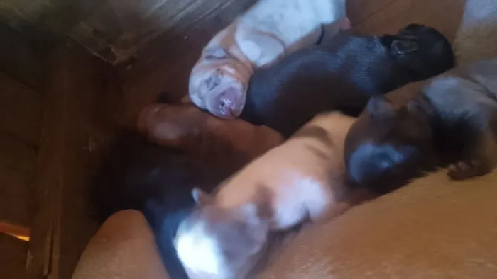 Filhote Bulldog francês 