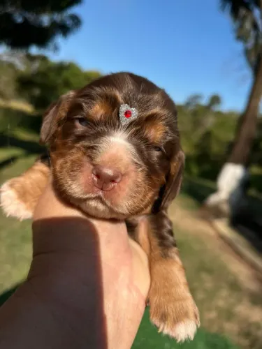 Cocker inglês - Sempre precisando de carinho.