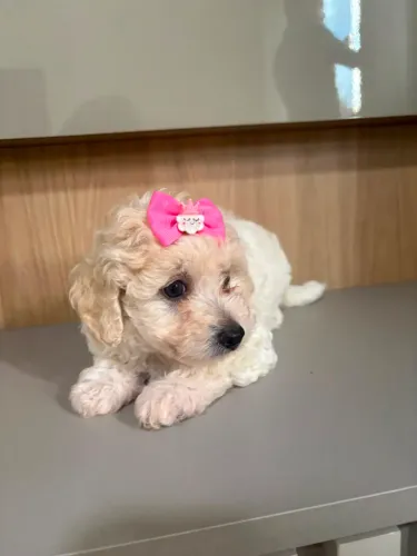 Poodle