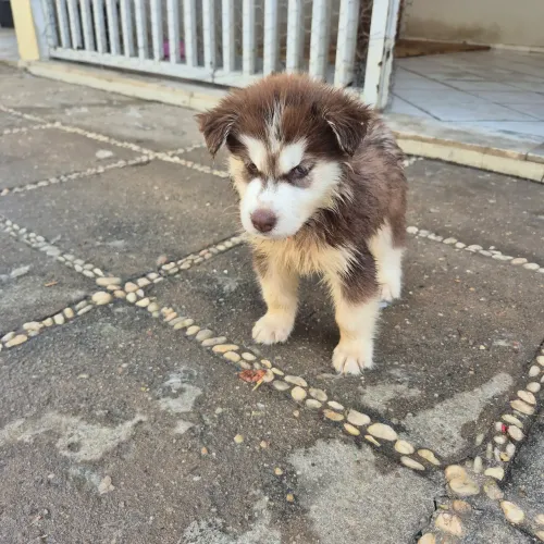 Vendo Filhote Husky siberiano