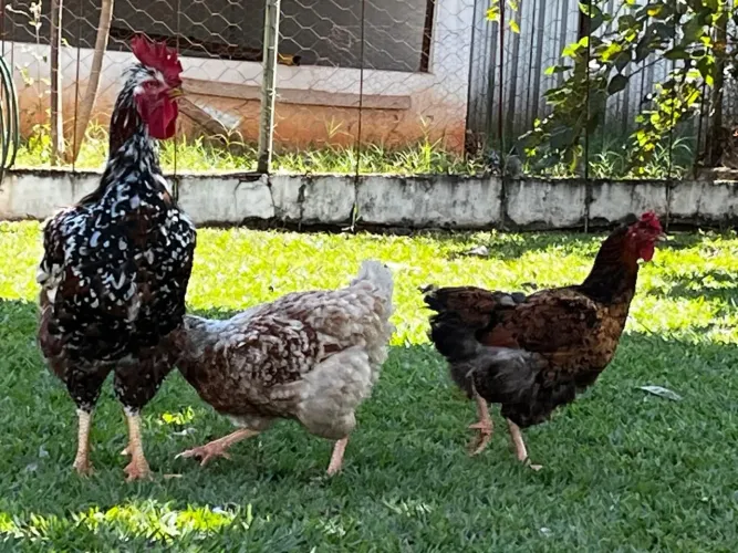 Ovos galado GSB balão