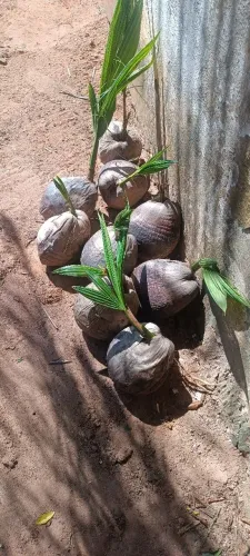 Mudas de Coqueiro Anão