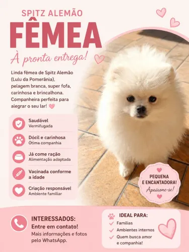 Femea de lulu da pomerania 