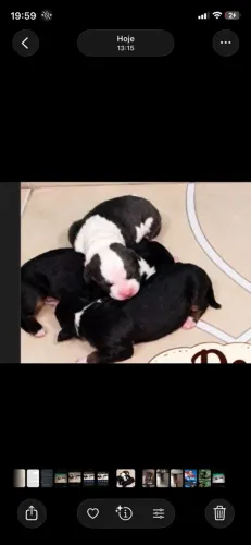 Cachorro