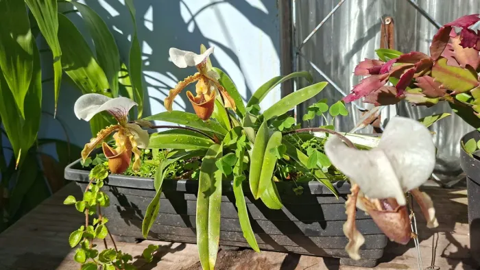 Plantas ornamentais nina Lima
