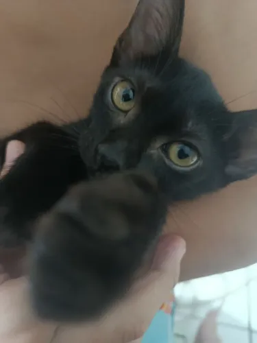 Gatinha pra adoção responsável precisando de um lar com muito amor