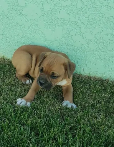 Vende-se filhote de Boxer 