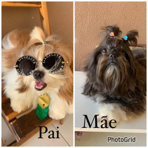 Cachorro Shitzu 